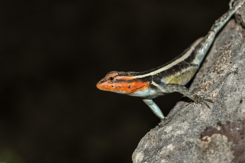 Smith's Rosebelly Lizard