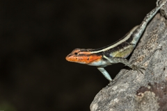 Sceloporus smithi