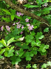 Oxalis debilis