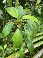 Miconia borinquensis