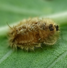 Laccoptera nepalensis