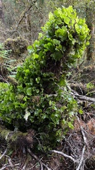 Hymenophyllum nephrophyllum