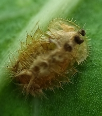 Laccoptera nepalensis