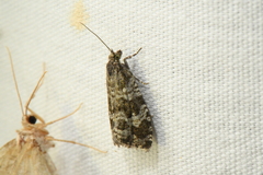 Olethreutes turfosana