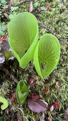 Hymenophyllum nephrophyllum