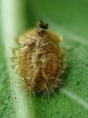 Laccoptera nepalensis