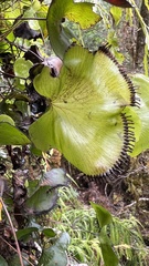 Hymenophyllum nephrophyllum