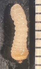 Cerambycoidea