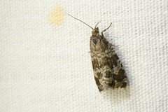 Olethreutes turfosana