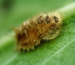 Laccoptera nepalensis