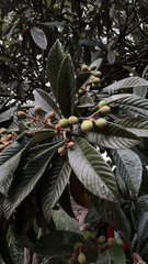 Eriobotrya japonica