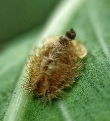 Laccoptera nepalensis
