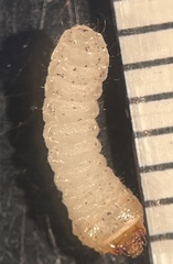 Cerambycoidea