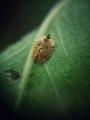 Laccoptera nepalensis