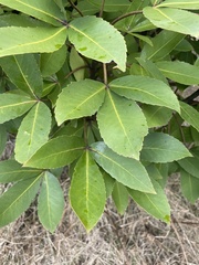 Pseudopanax colensoi