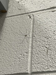 Pholcus phalangioides