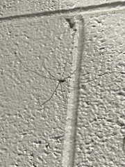 Pholcus phalangioides