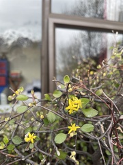 Corokia cotoneaster