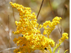 Solidago uliginosa