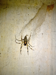 Nephilingis cruentata