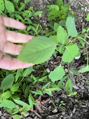 Impatiens pallida