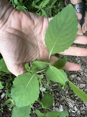 Impatiens pallida