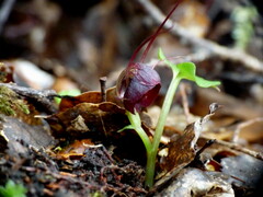 Corybas obscurus