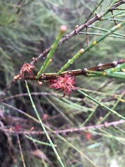 Allocasuarina verticillata