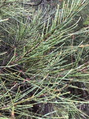 Allocasuarina verticillata