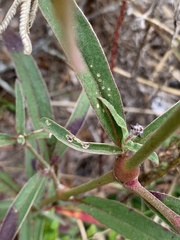 Froelichia floridana