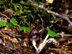Corybas obscurus