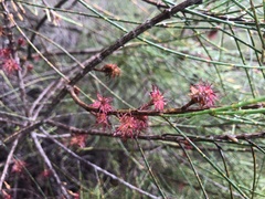 Allocasuarina verticillata