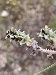 Froelichia floridana