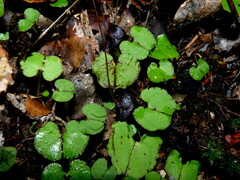 Corybas obscurus