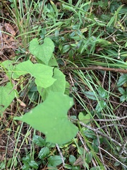 Ipomoea hederifolia