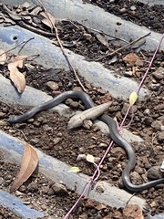 Cryptophis nigrescens