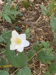 Knowltonia moorei
