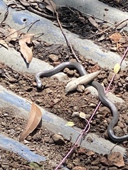 Cryptophis nigrescens