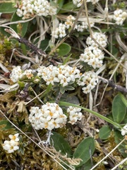 Pimelea prostrata