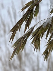 Bromus ciliatus