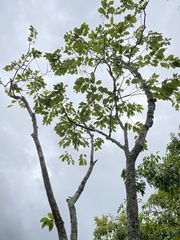 Wrightia arborea