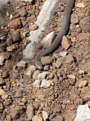 Cryptophis nigrescens