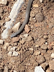 Cryptophis nigrescens