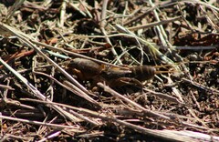 Neocurtilla hexadactyla