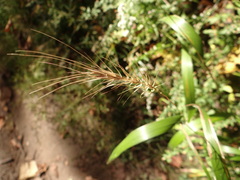 Elymus villosus
