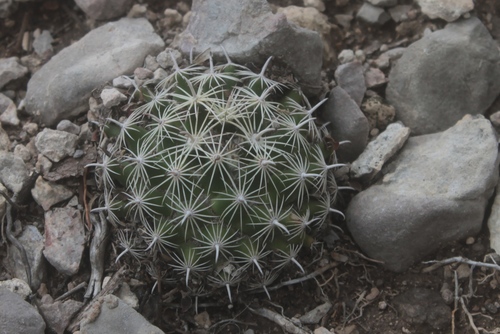 Coryphantha delicata