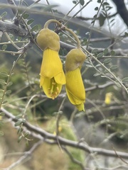 Sophora