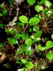 Nothofagus solandri