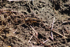 Neocurtilla hexadactyla