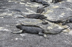 Amblyrhynchus cristatus